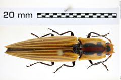 Foto (Dorsalansicht) von Semiotus illiger (Guérin, 1844) (NHMW-ZOO-COL-0008241)
